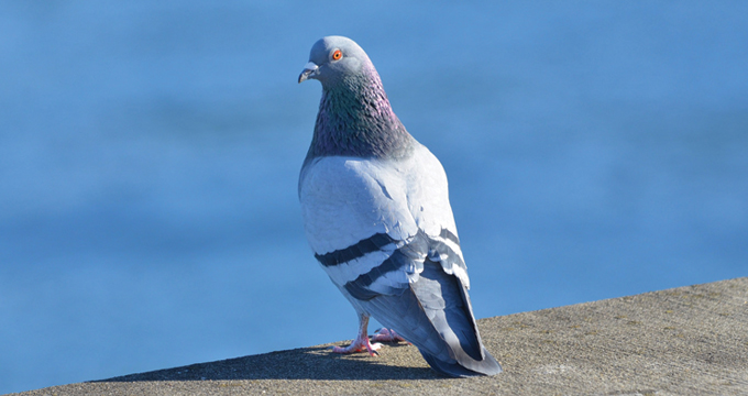 King Pigeon